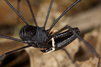 Media type: image;   Invertebrate Zoology 29215